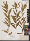 Foto von Salix fragilis L.